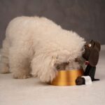 Fressnapf für Hunde und Katzen Butler – 3D Druck Made in Germany