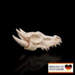 Pflanztopf in Tierschädelform mit Pflanzen dekoriert